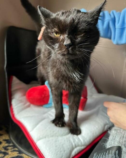 Hawranek - marzy o ciepłym kącie i przytulaniu (FIV+ FeLV+)