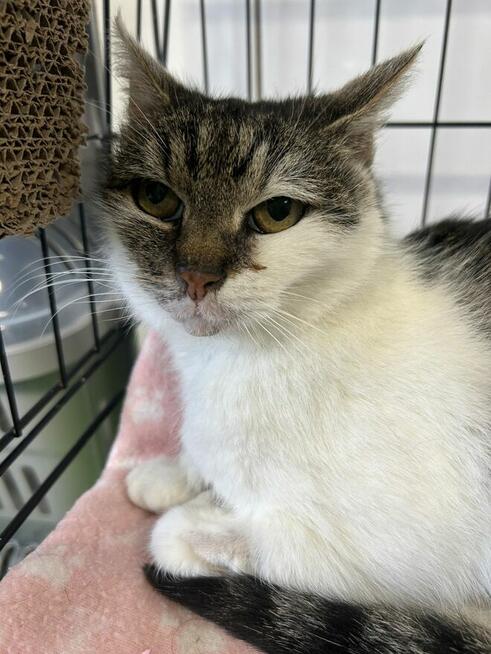 Śnieżynka - biedna chorowitka