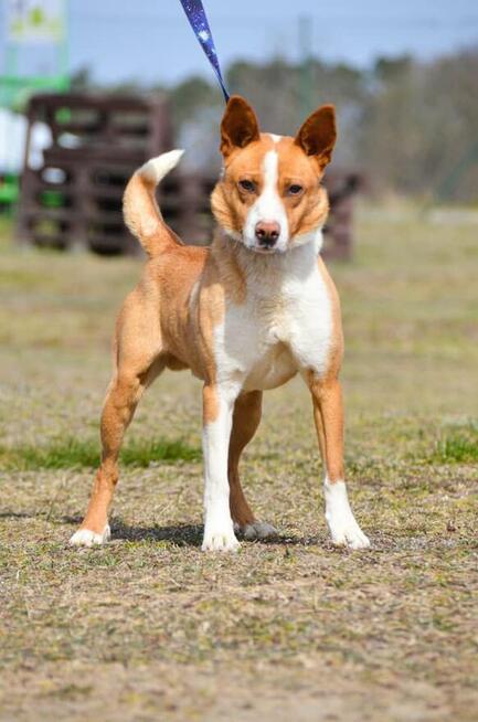 Baks - dość młody psiak lubiący spacery