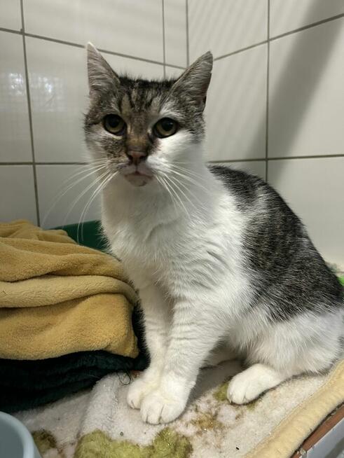 Śnieżynka - biedna chorowitka