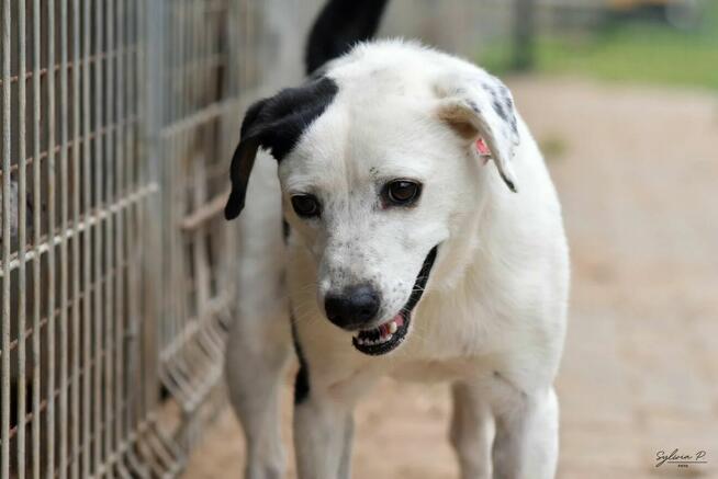 Józek - radosny i energiczny psiak po przejściach