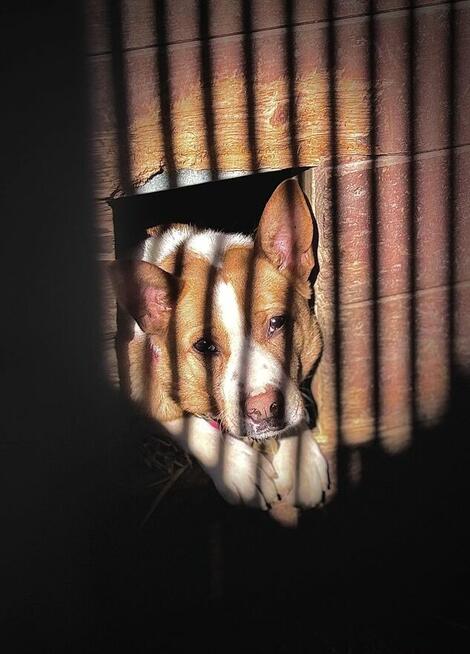 Baks - dość młody psiak lubiący spacery