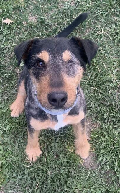 Ludwik - w typie Terrier; jednooki wulkan energii