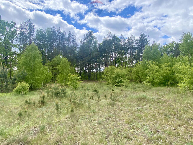 Duża piekna działka przy Puszczy Słupeckiej