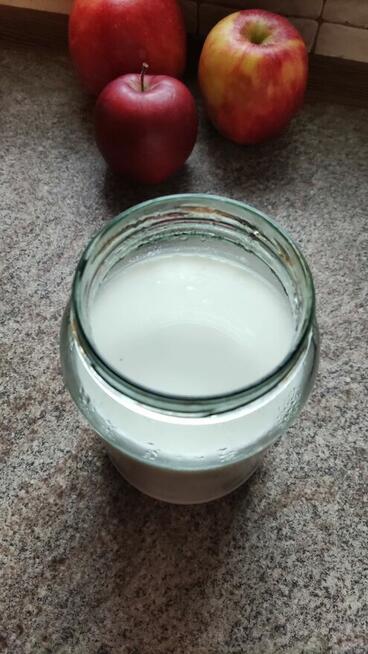 Jogurt naturalny domowy probiotyczny