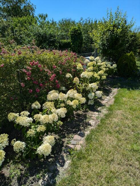 Działka ROD, Witkowo