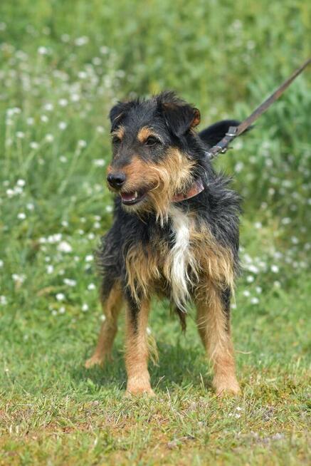 Ludwik - w typie Terrier; jednooki wulkan energii