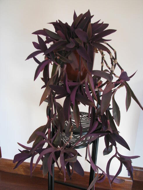 Trzykrotka purpurowa tradeskancja setkrezja fioletowa roślin