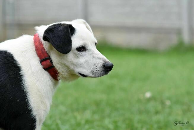 Józek - radosny i energiczny psiak po przejściach