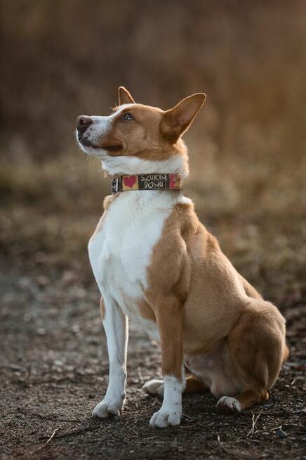Baks - dość młody psiak lubiący spacery