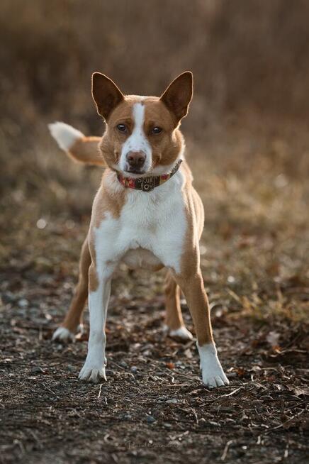 Baks - dość młody psiak lubiący spacery