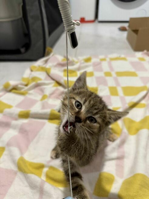 Buraczki - radosne kocięta przebywające w domu tymczasowym