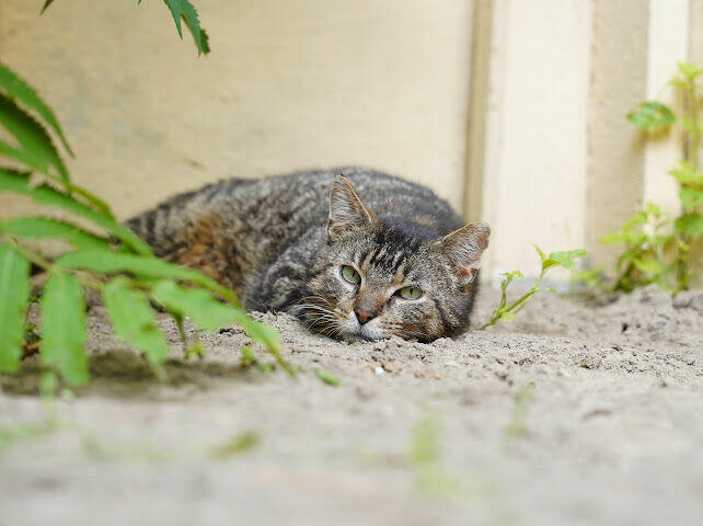 Point - trójłapy anioł w kocim futerku