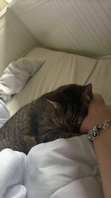 Zaginęła kotka Nala