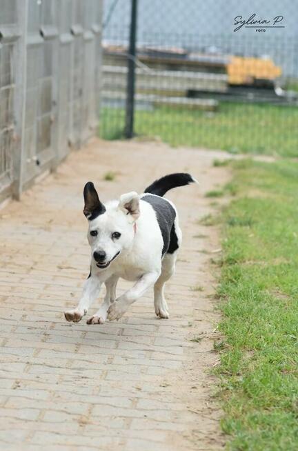 Józek - radosny i energiczny psiak po przejściach