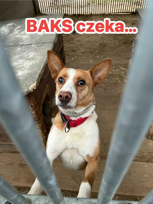 Baks - dość młody psiak lubiący spacery