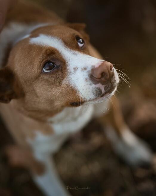 Baks - dość młody psiak lubiący spacery