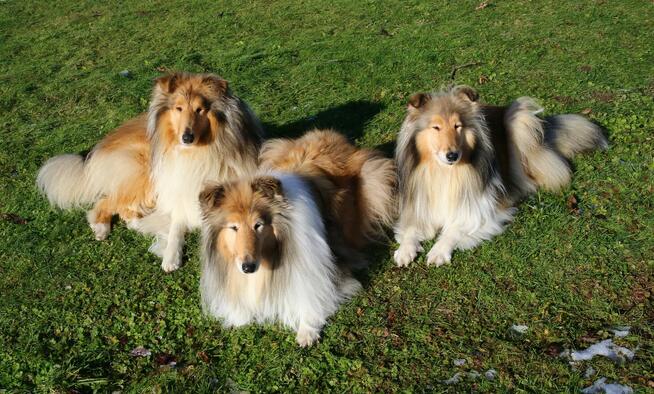 Owczarek szkocki długowłosy Collie FCI szczenięta