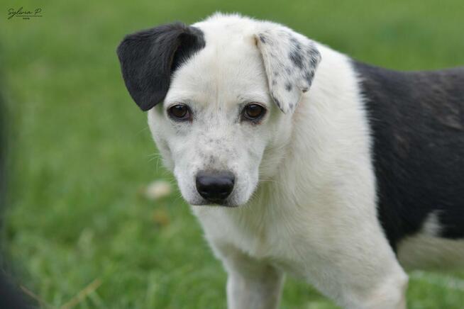 Józek - radosny i energiczny psiak po przejściach