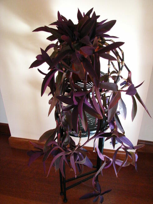 Trzykrotka purpurowa tradeskancja setkrezja fioletowa roślin