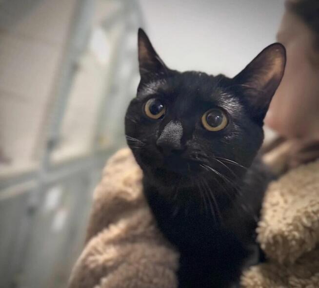 Gama - czarna kotka o uroczym pyszczku
