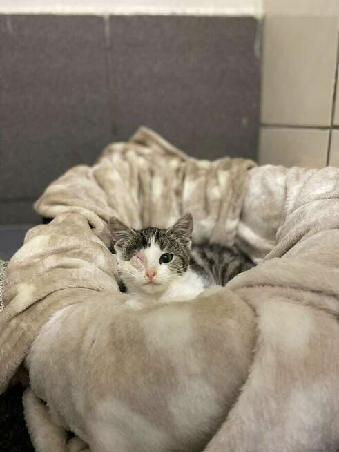 Freddie Meowcury - kocię ur 06.2025 dające prywatne koncerty