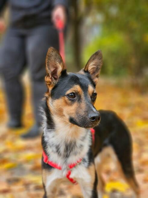 Uroczy Julianek szuka domu. Kocha dzieci, psy i koty