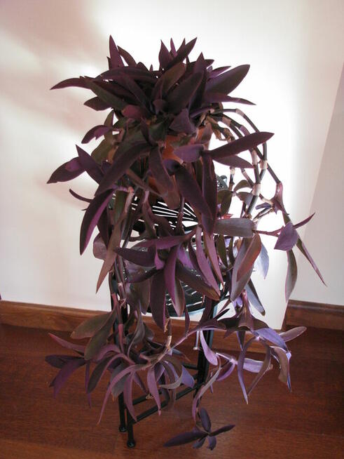 Trzykrotka purpurowa tradeskancja setkrezja fioletowa roślin