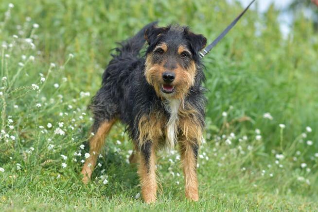 Ludwik - w typie Terrier; jednooki wulkan energii