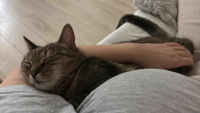 Zaginęła kotka Nala