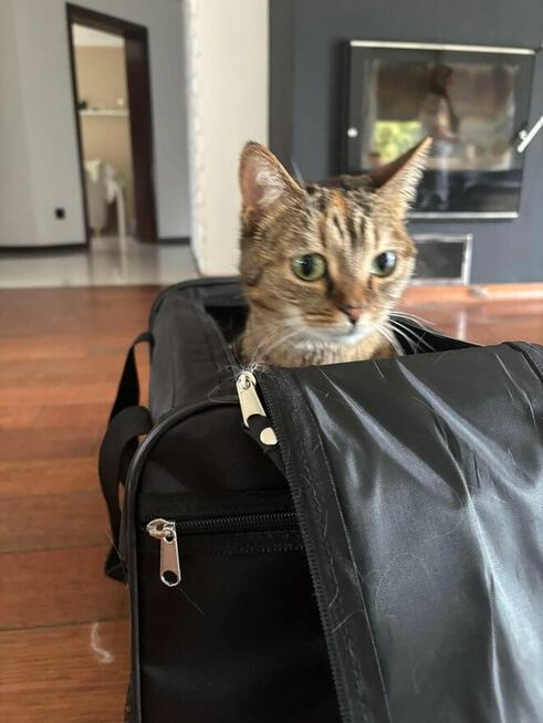 Zaginęła kotka Nala