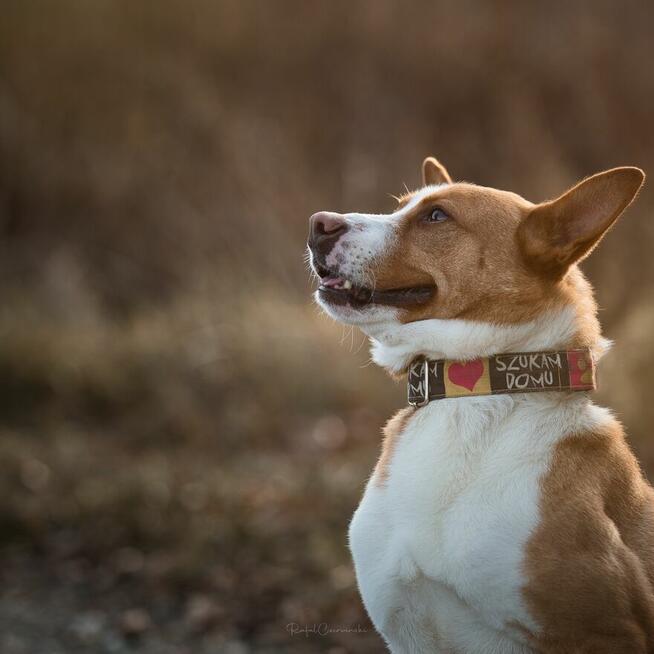 Baks - dość młody psiak lubiący spacery