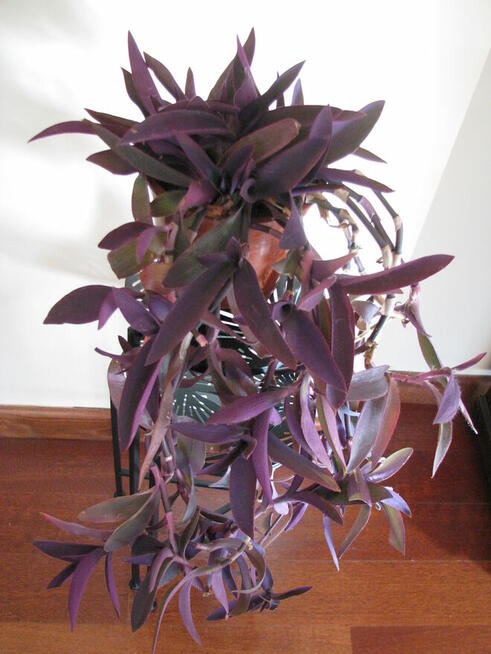 Trzykrotka purpurowa tradeskancja setkrezja fioletowa roślin