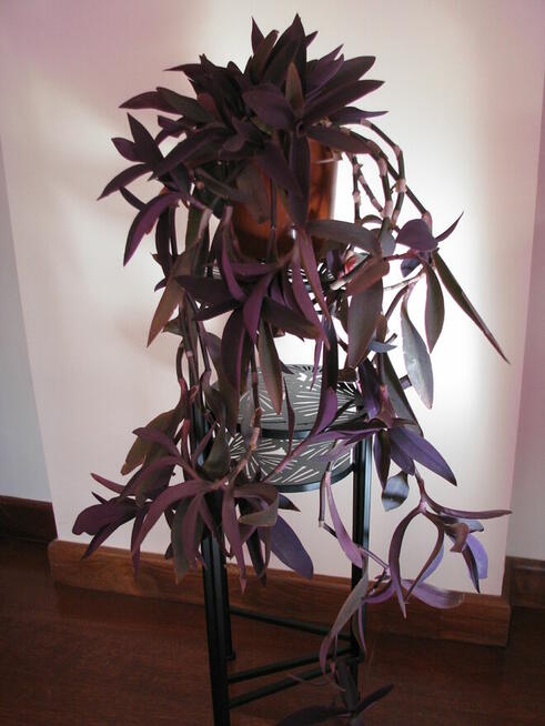 Trzykrotka purpurowa tradeskancja setkrezja fioletowa roślin