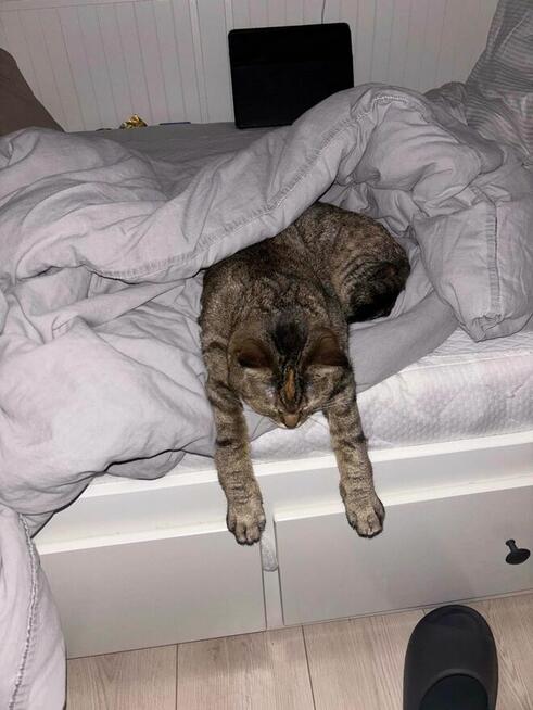 Zaginęła kotka Nala