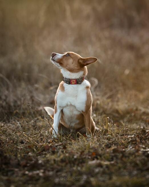 Baks - dość młody psiak lubiący spacery