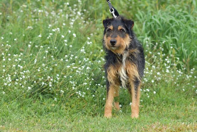 Ludwik - w typie Terrier; jednooki wulkan energii