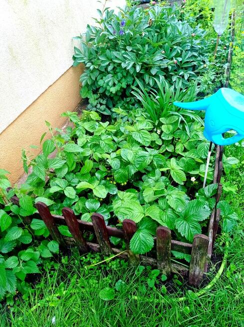 Dom na działce 900m2, budynki gospodarcze, zieleń.