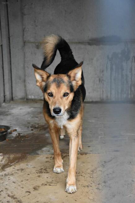 Okoń - odnajdzie się w kojcu na ogrodzie