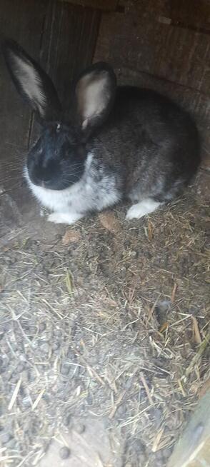 Królki mieszance mięsne