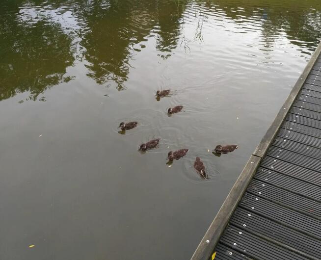 Wynajmę 2-pokojowe mieszkanie – ul. Komuny Paryskiej, Szczec