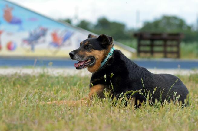 Martagon - lubi spacerować i chodzi przy nodze