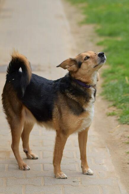 Okoń - odnajdzie się w kojcu na ogrodzie