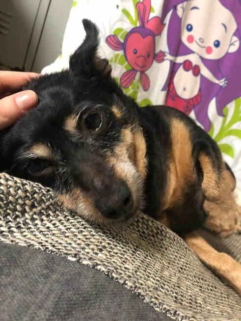 Merlinka - malutka tetryczka długa jak Jamnik