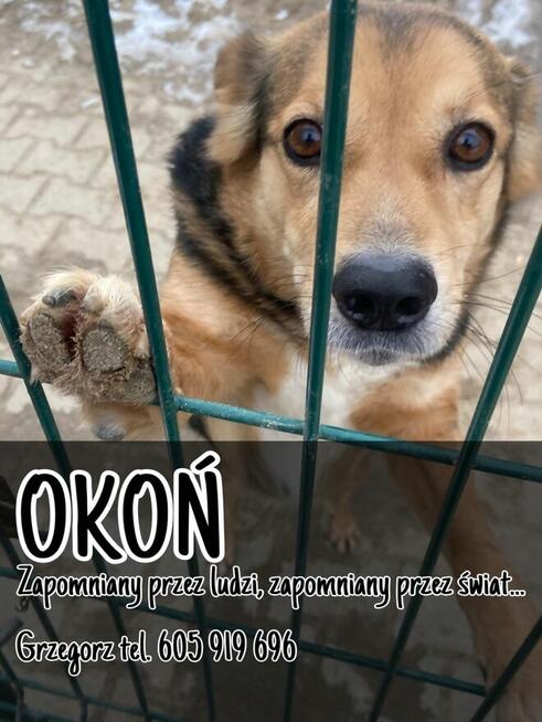 Okoń - odnajdzie się w kojcu na ogrodzie