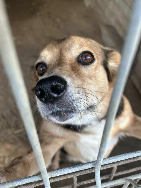 Okoń - odnajdzie się w kojcu na ogrodzie