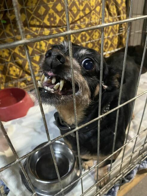 Merlinka - malutka tetryczka długa jak Jamnik