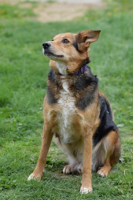 Okoń - odnajdzie się w kojcu na ogrodzie