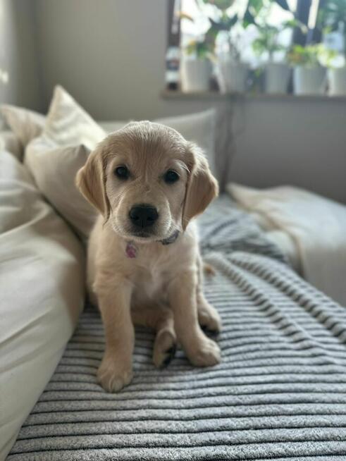 Sprzedam golden retriever ZKwP FCI