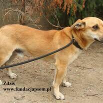 Zdziś - piaskowy kawaler